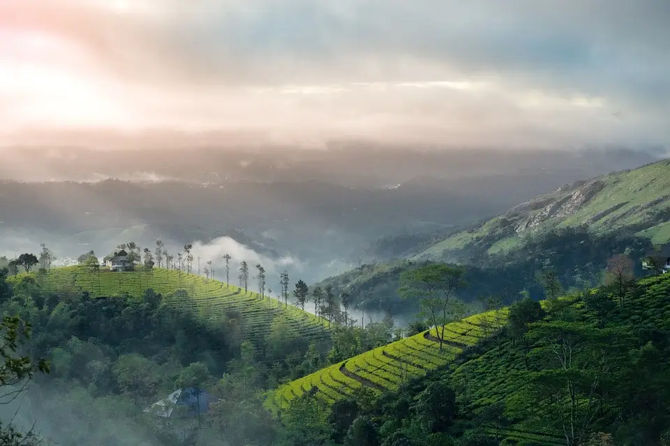 tea garden