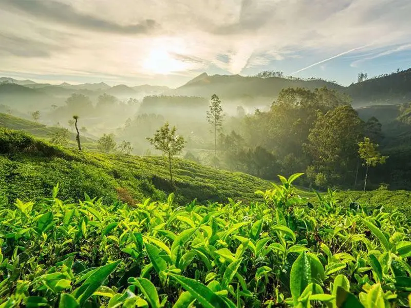 Tea plant garden