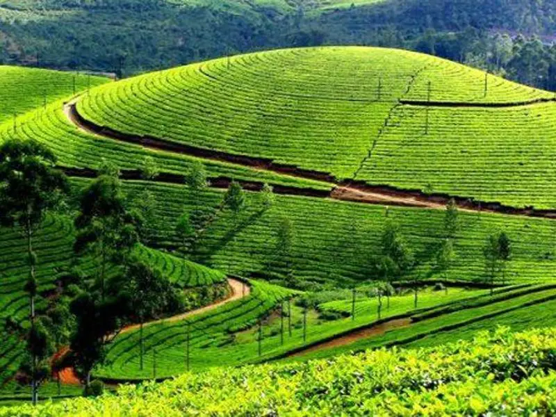 Tea Gardens