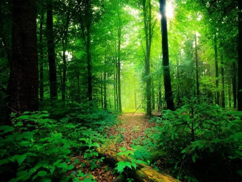 forest